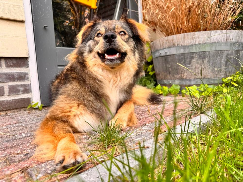 kleine hond asiel