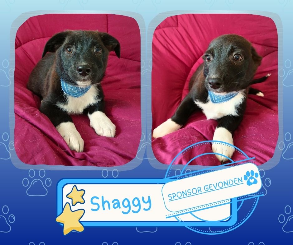 pups in het asiel sponsoring