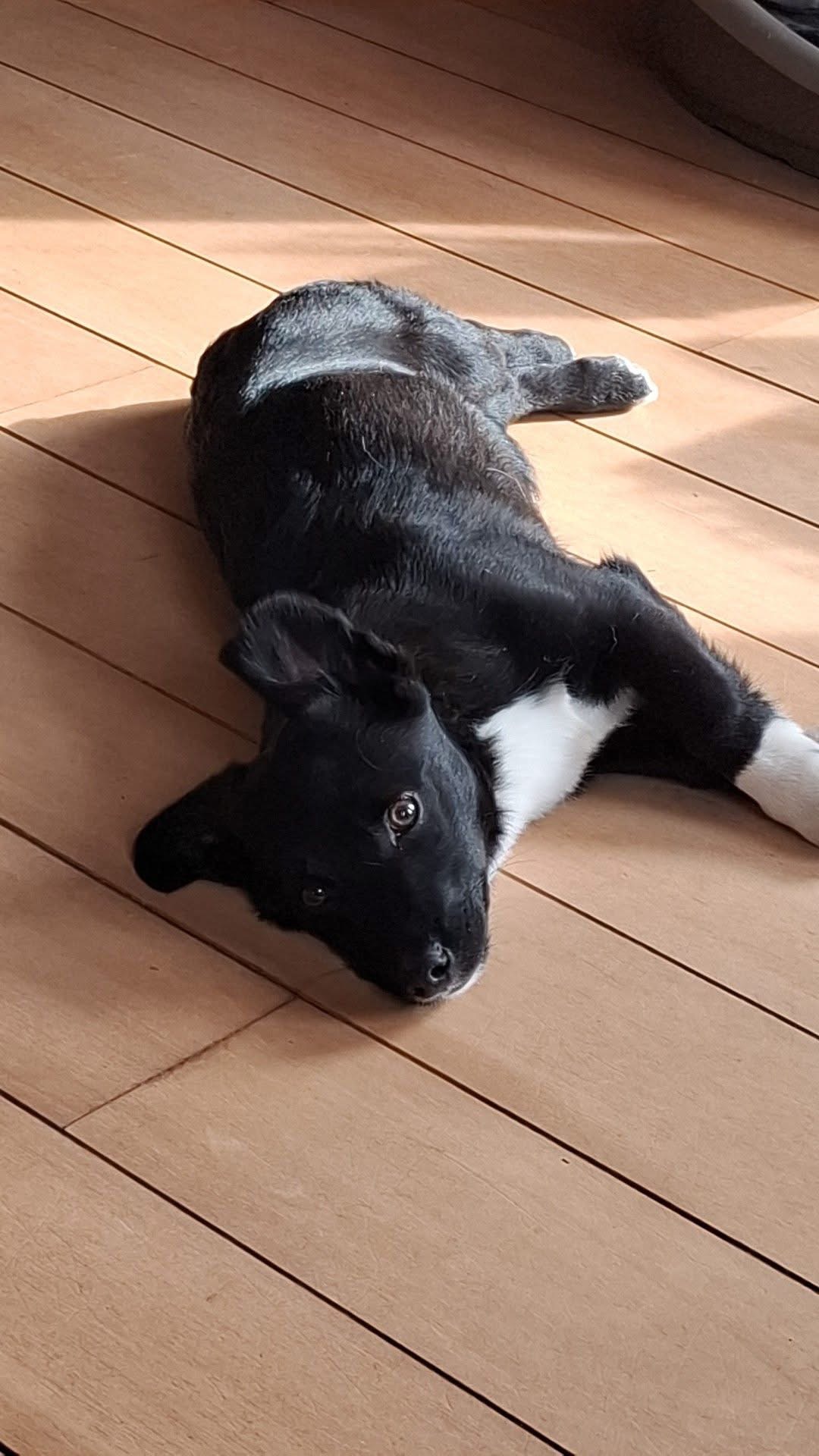 kleine hond adopteren pup