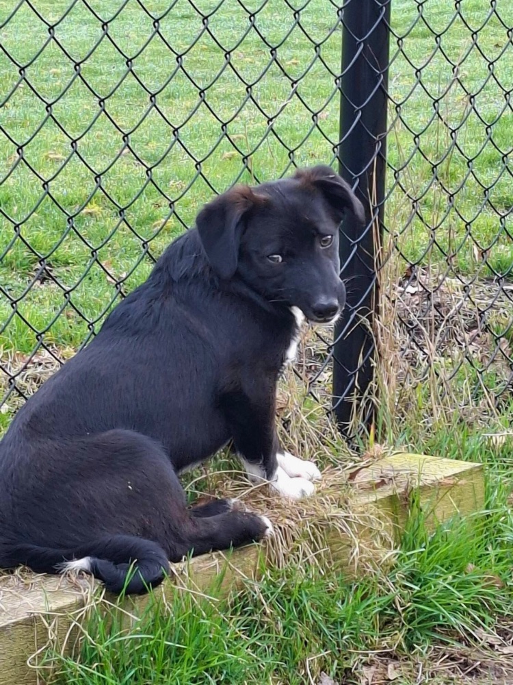 kleine hond adopteren