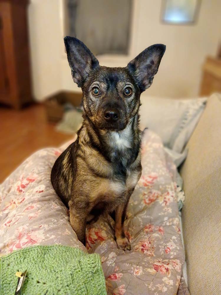 jonge hond adopteren