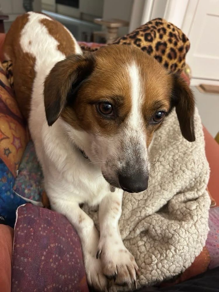 jonge hond adopteren nederland