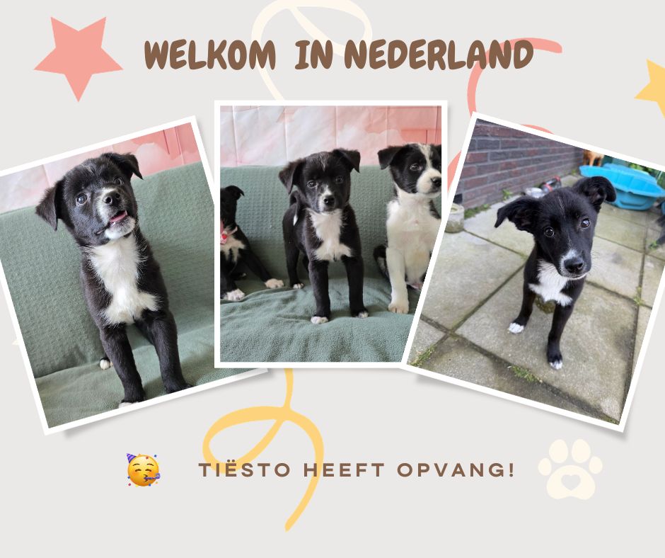 puppy adopteren
