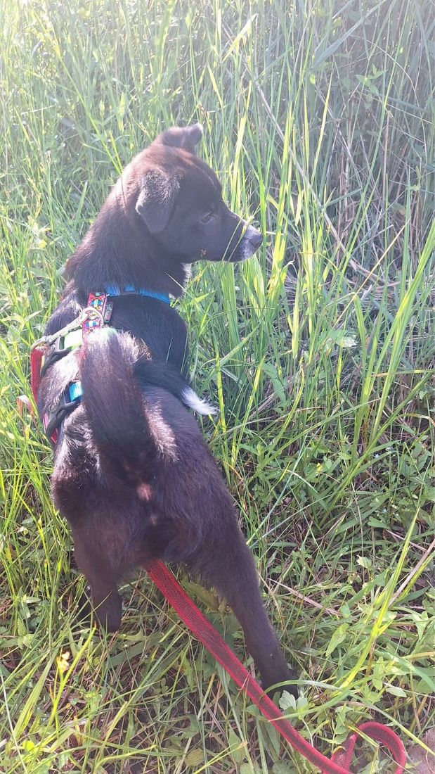 puppy adopteren