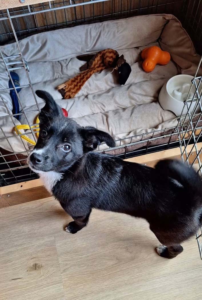 puppy adopteren