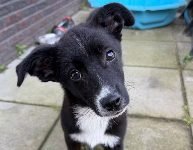 puppy adopteren