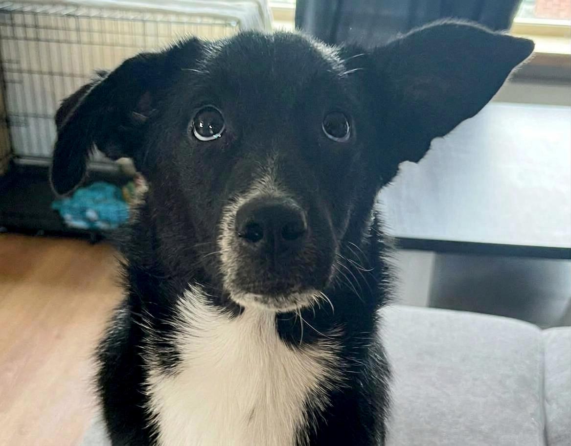 jonge hond adopteren