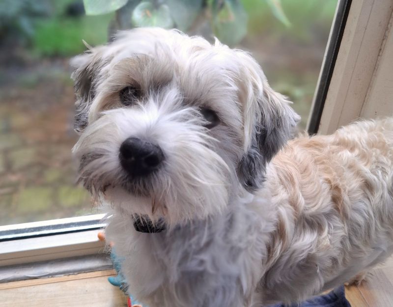 kleine hond reu