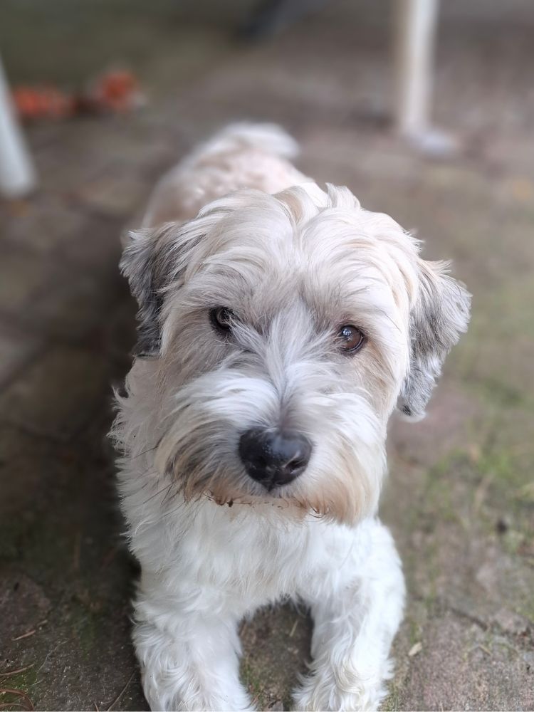 volwassen kleine hond