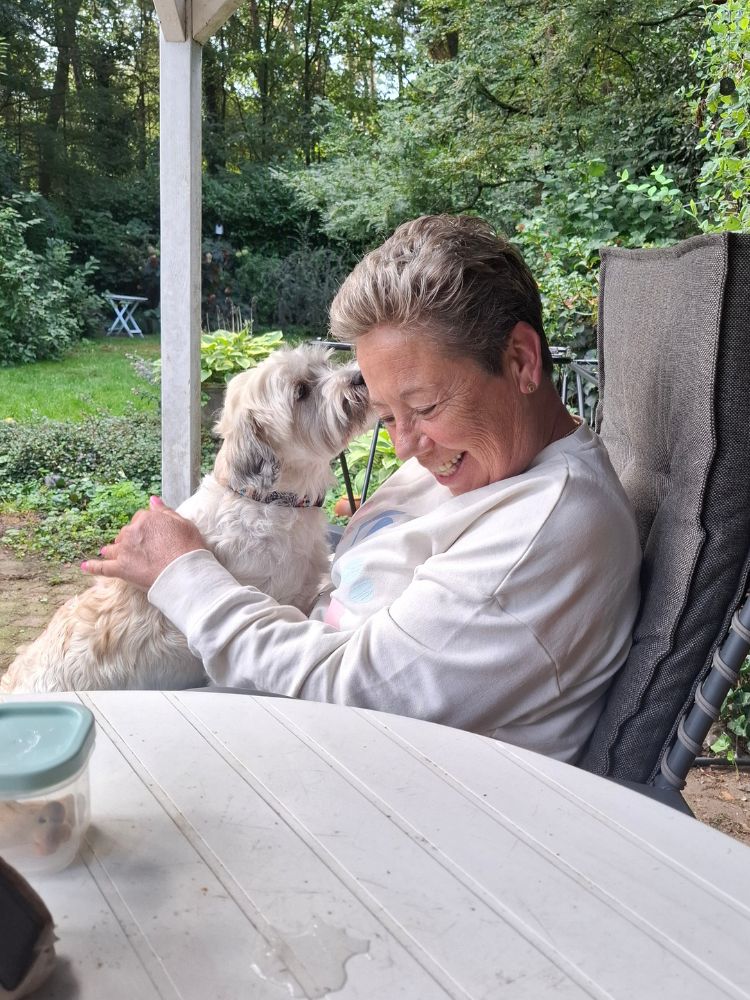 volwassen kleine hond