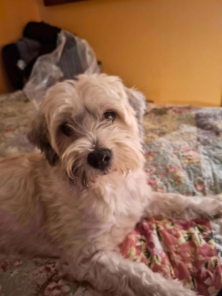 volwassen kleine hond