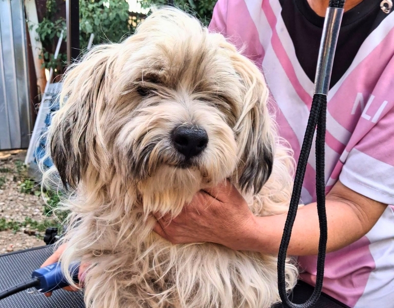 volwassen, kleine hond