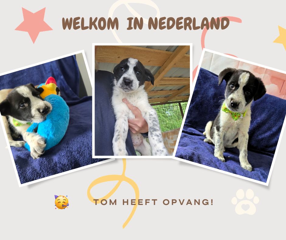 pup adopteren