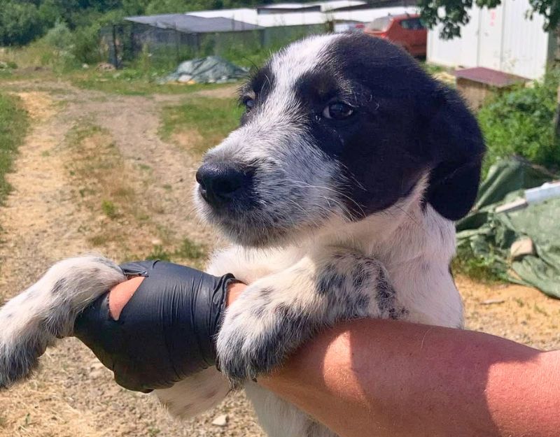 pup in nederland adopteren
