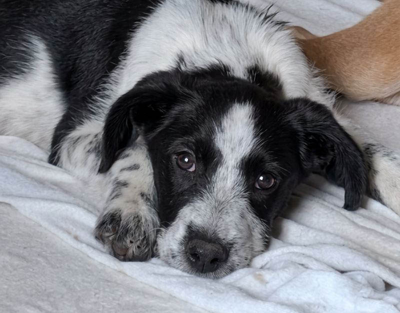 pup in nederland adopteren