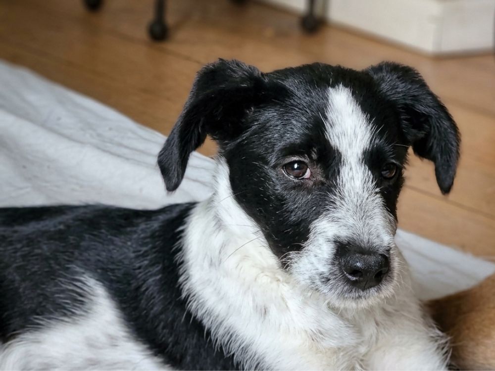 puppy adopteren