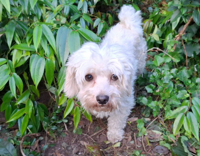 boomer hond adopteren