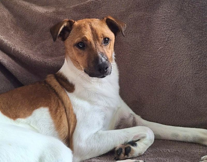 kleine jonge hond adopteren