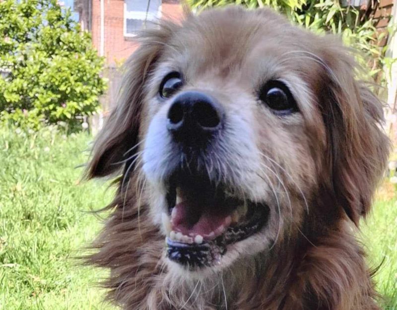 wat ouder hondje in Nederland