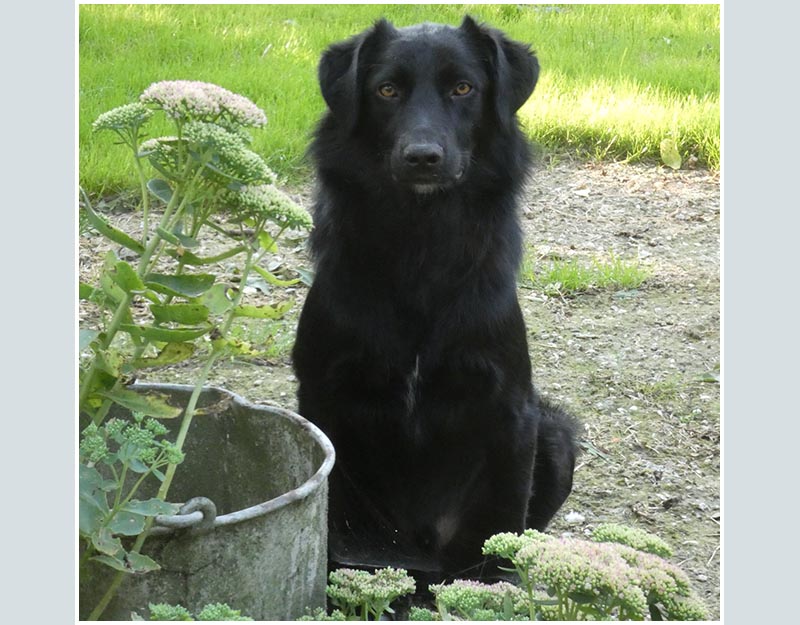 jonge hond adopteren