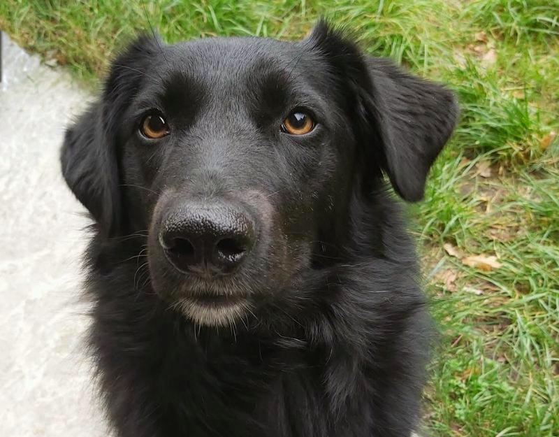 jonge hond adopteren