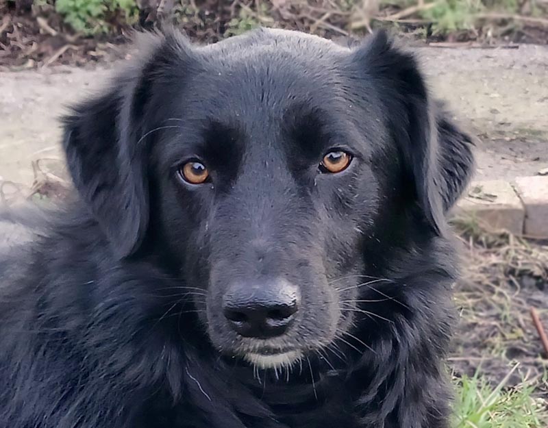 jonge hond adopteren