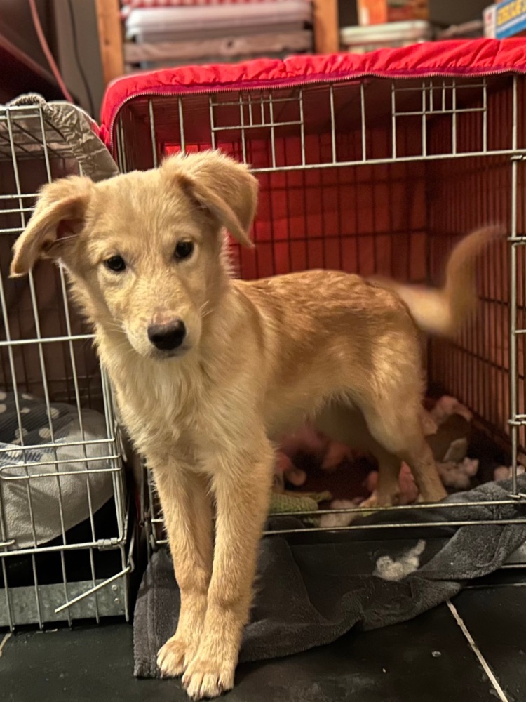 herplaatsing pup van gastgezin naar adoptant, pup adopteren