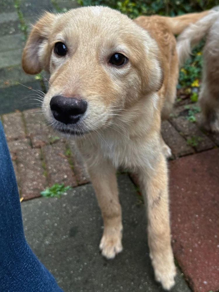 pin in nederland adopteren