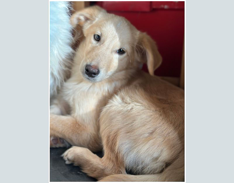 roemeense hond adopteren