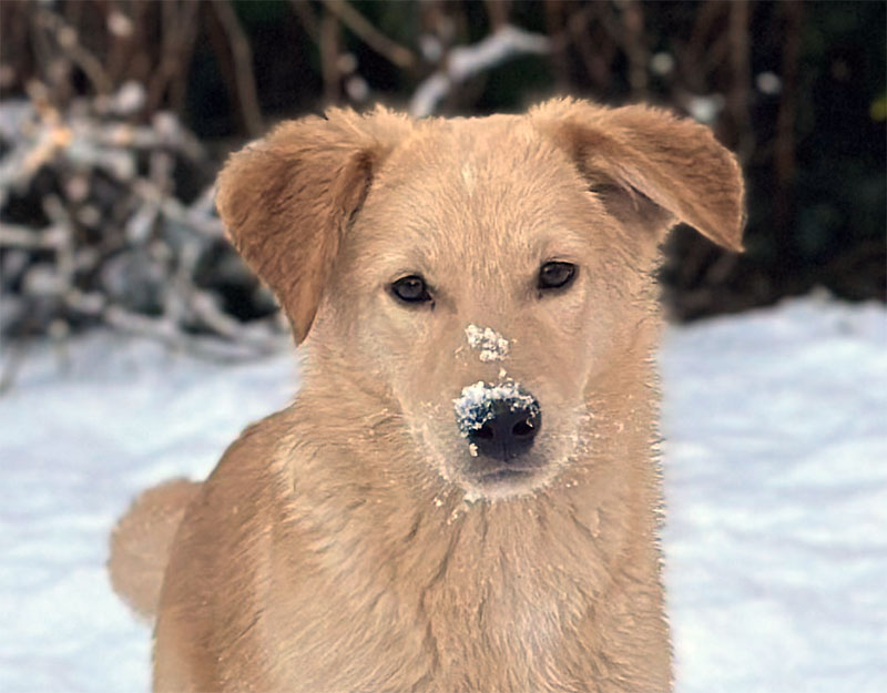 jonge hond adopteren