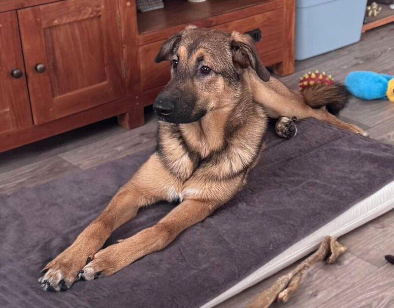 jonge hond adopteren