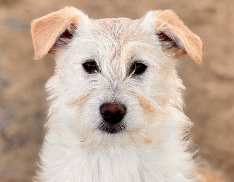 puppy adopteren