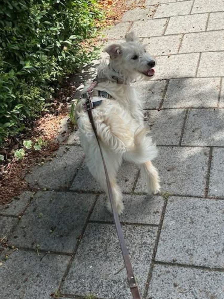 kleine hond adopteren teefje