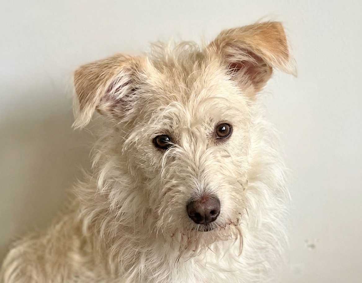 puppy adopteren