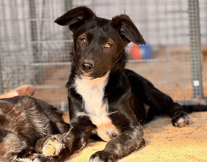 roemeense hond adopteren