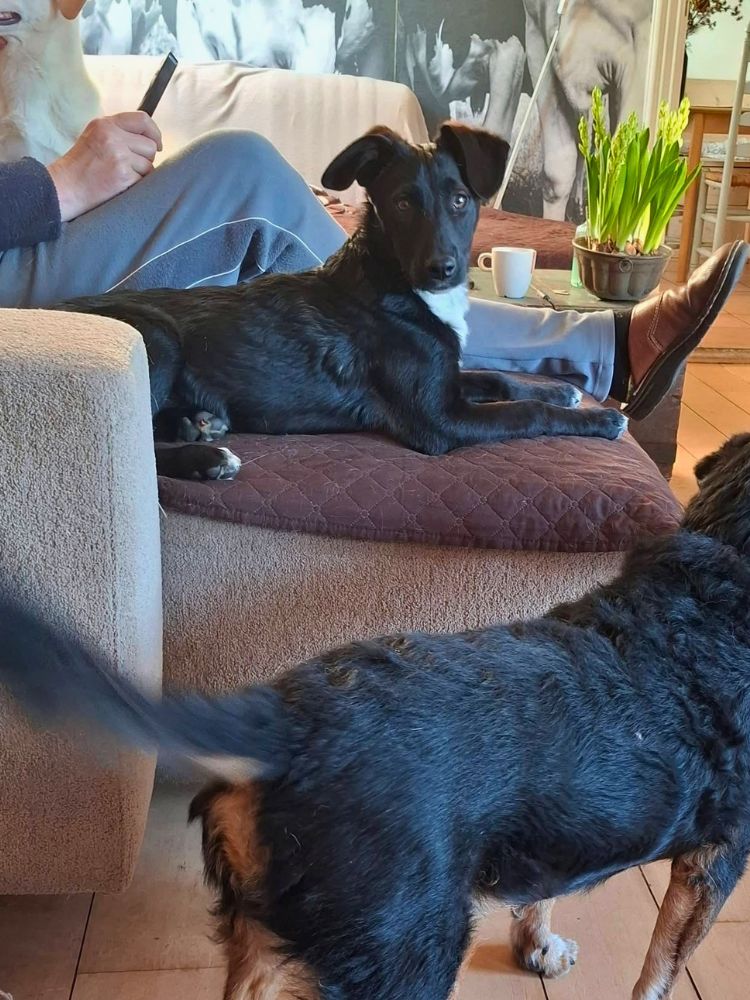 buitenlandse puppy adopteren in nederland