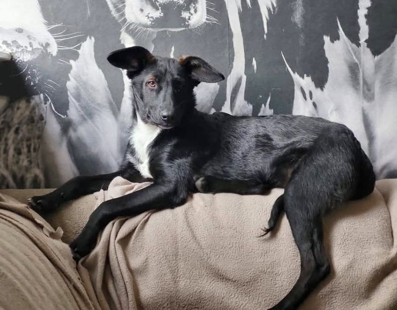 jonge hond adopteren