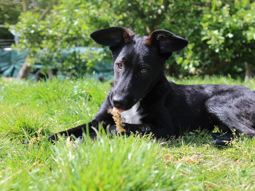 jonge hond adopteren