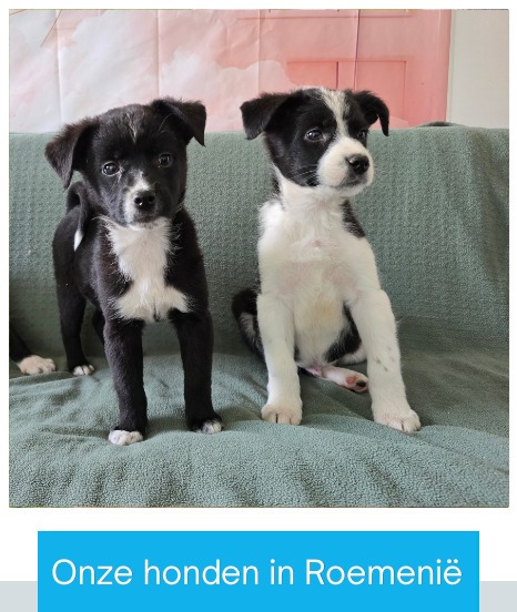 asiel hond adopteren