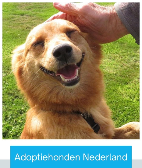 hond adopteren in nederland
