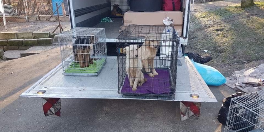 december 2018 16 honden bevrijd