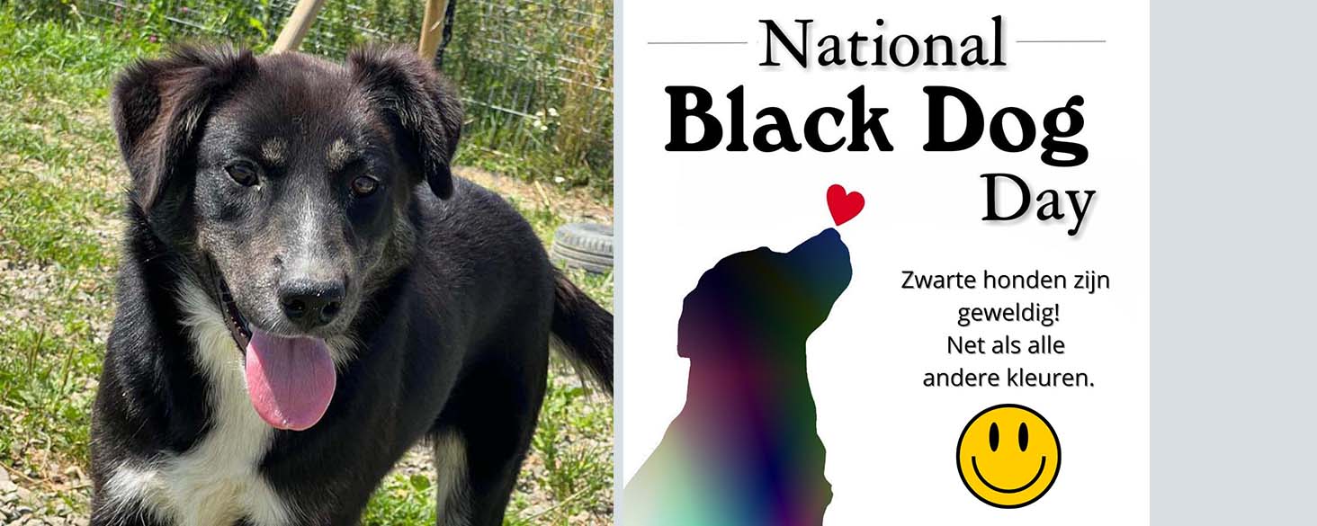 black dog day