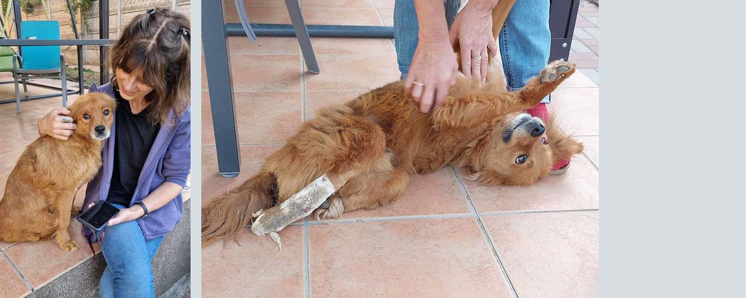 aankomst honden uit roemenië