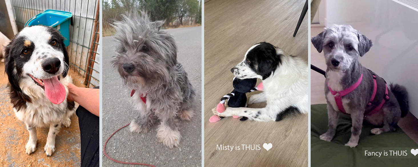 misty en fancy geadopteerd