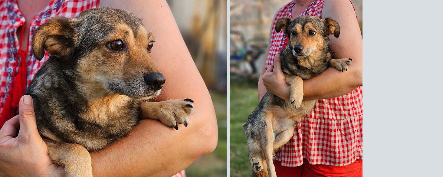 ouder hondje adopteren