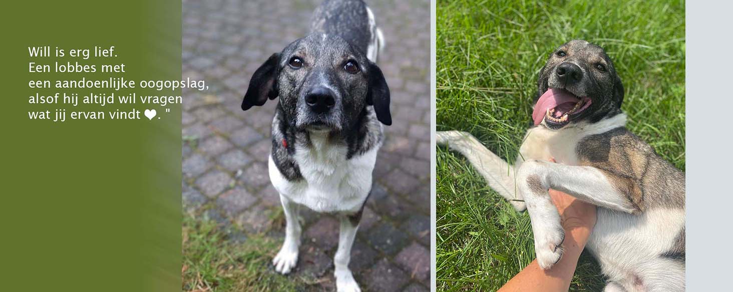 oudere hond adopteren