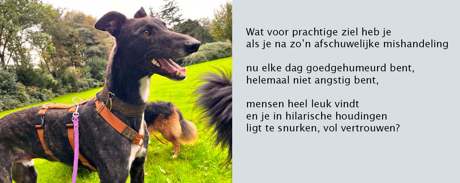 rustige hond adopteren