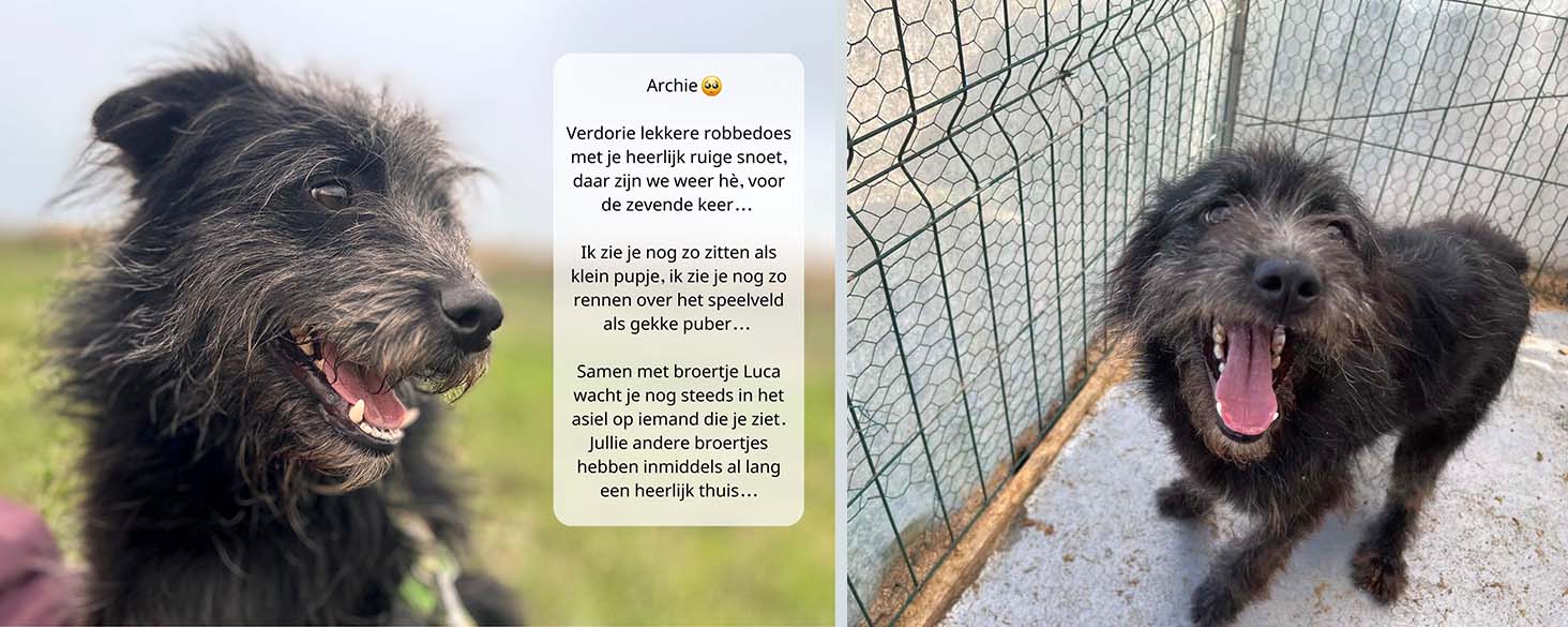 asiel hond langzitter adopteren