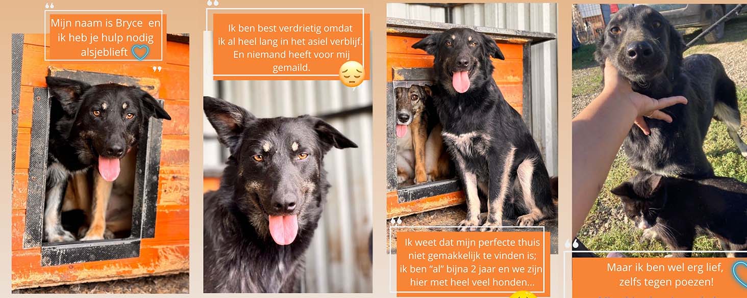 asielhond adopteren 7