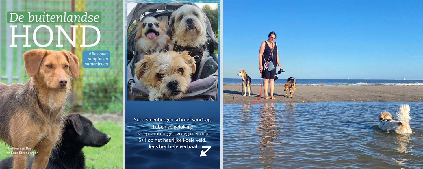 buitenlandse hond adopteren